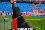 中超齐鲁德比请来海狮助阵,现场进行顶球表演